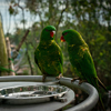 Two green Scaly-breasted lorikeet parrot perched near a metal plate